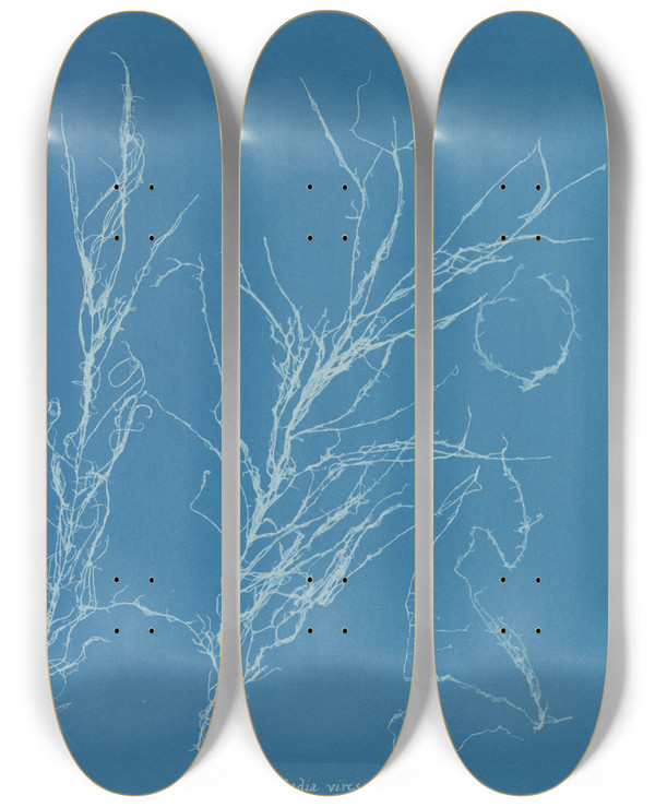 Triptych art skateboard deck of Anna Atkins Helminthocladia Virescens by Anna Atkins (1799-1871)