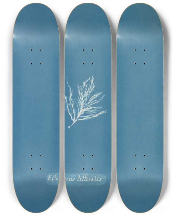 Triptych art skateboard deck of Anna Atkins Ectocarpus Littoralis_2 by Anna Atkins (1799-1871)