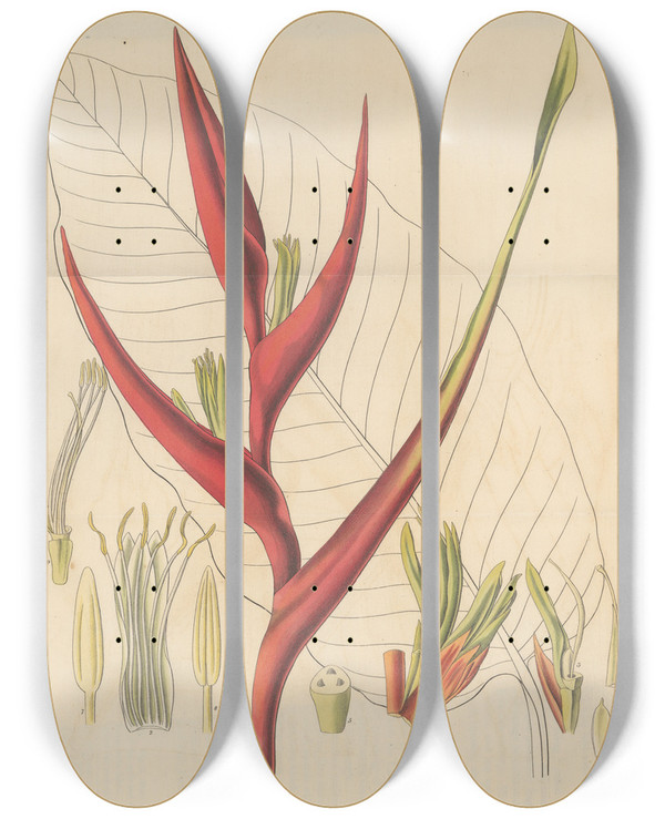 Triptych art skateboard deck of William Jackson Hooker Heliconia Braziliensis by William Jackson Hooker (1785-1865)