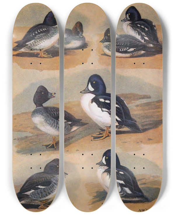 Triptych art skateboard deck of John Guille Millais Plumages Of Barrows Goldeneye by John Guille Millais (1865-1931)