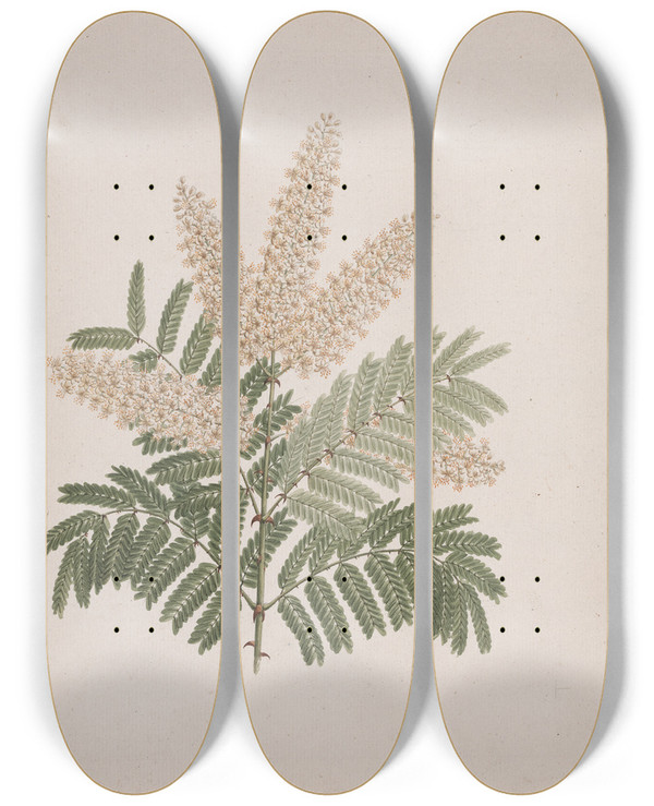 Triptych art skateboard deck of Luigi Balugani Pterolobium Stellatum Forssk by Luigi Balugani (1737-1770)