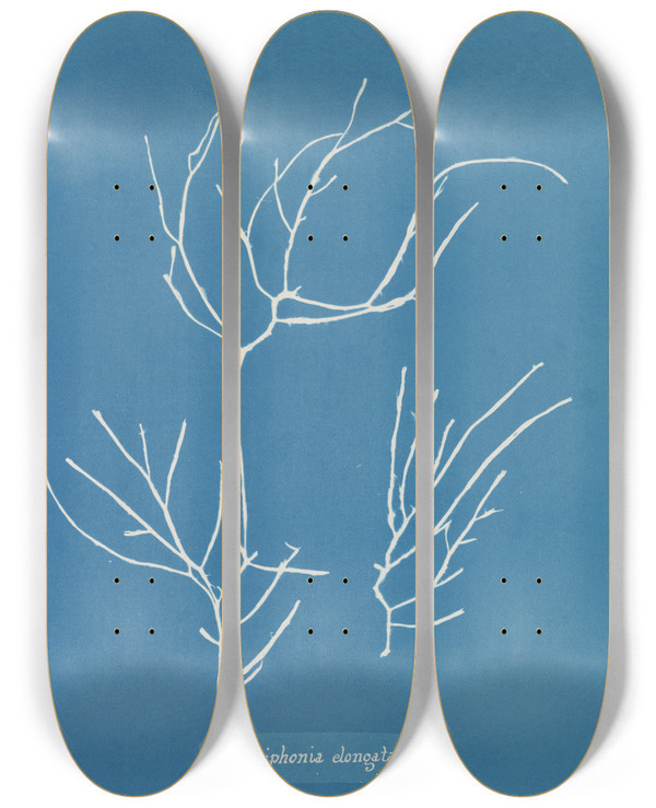 Triptych art skateboard deck of Anna Atkins Polysiphonia Elongata by Anna Atkins (1799-1871)
