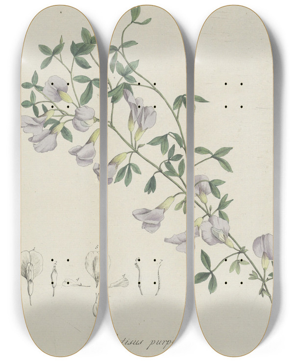 Triptych art skateboard deck of Hendrik Schwegman Purperen Brem by Hendrik Schwegman (1761-1816)