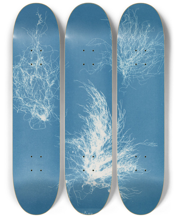 Triptych art skateboard deck of Anna Atkins Gigartina Plicata by Anna Atkins (1799-1871)