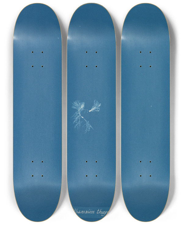 Triptych art skateboard deck of Anna Atkins Callithamnion Thuyoides by Anna Atkins (1799-1871)