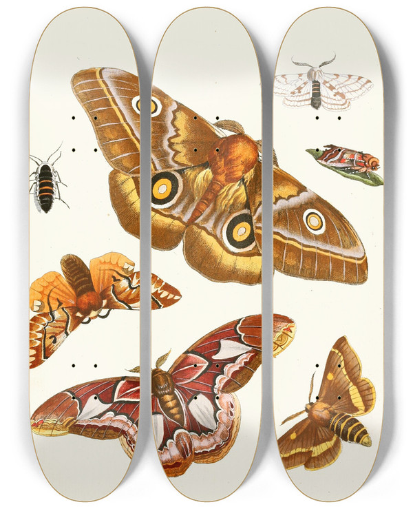 Triptych art skateboard deck of Johann Heinrich Sulzer Dr Sulzers Short History Of Insects Pl 20 by Johann Heinrich Sulzer (1735-1813)