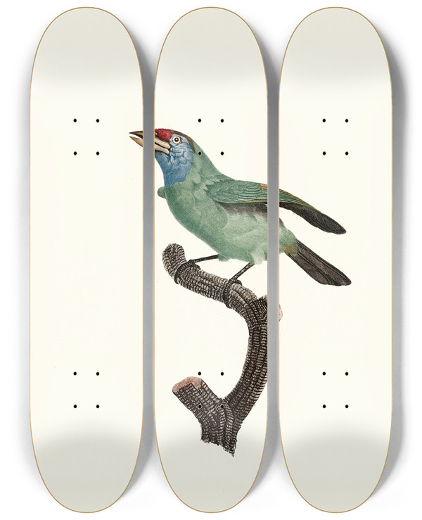Triptych art skateboard deck of Jacques Barraband Le Barbu Gorge Bleu Femelle by Jacques Barraband (1767-1809)