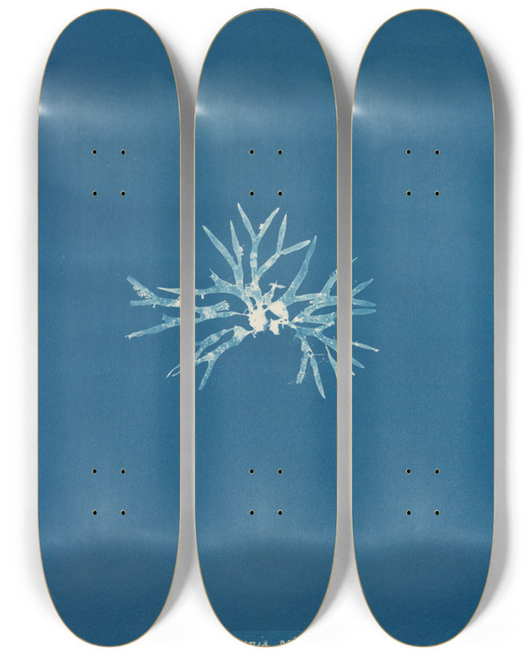 Triptych art skateboard deck of Anna Atkins Rhodomenia Palmetta by Anna Atkins (1799-1871)