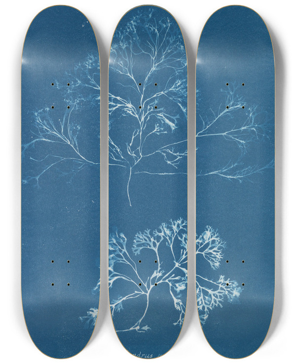 Triptych art skateboard deck of Anna Atkins Chondrus Membranifolius by Anna Atkins (1799-1871)