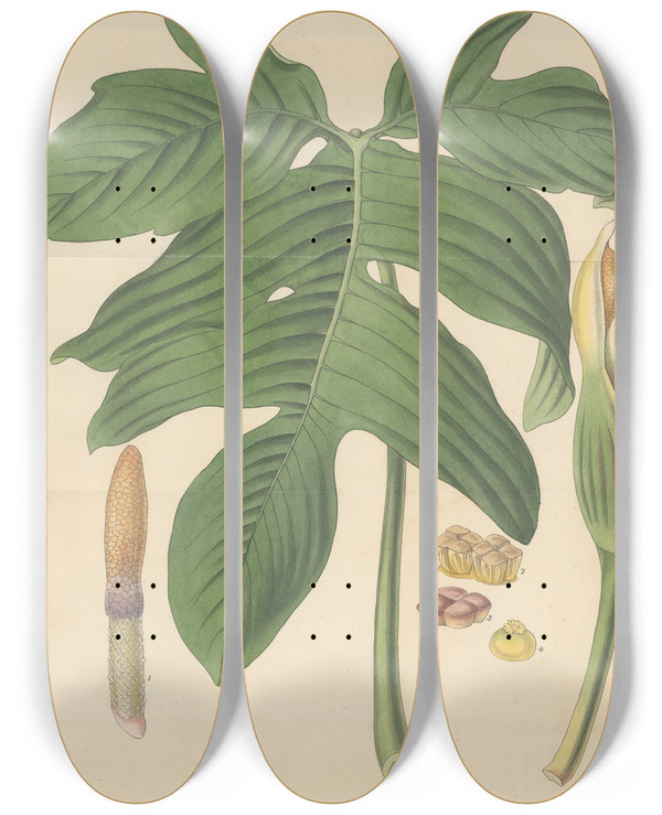 Triptych art skateboard deck of William Jackson Hooker Caladium Pedatum by William Jackson Hooker (1785-1865)