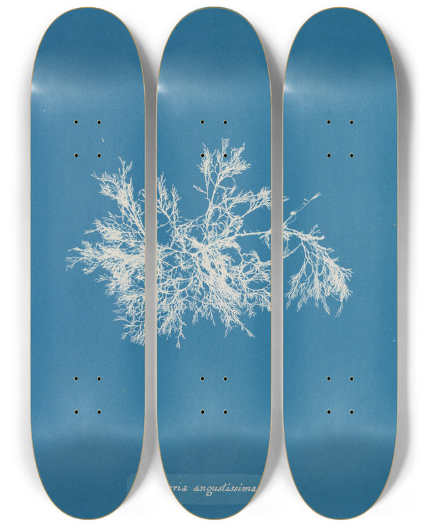 Triptych art skateboard deck of Anna Atkins Delesseria Angustissima by Anna Atkins (1799-1871)