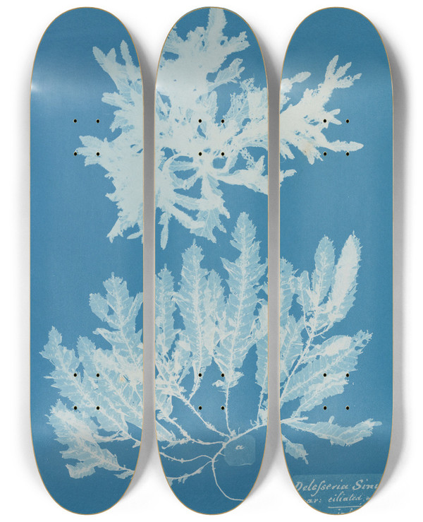 Triptych art skateboard deck of Anna Atkins Delesseria Sinuosa Va Ciliated Margin A In Fruit by Anna Atkins (1799-1871)