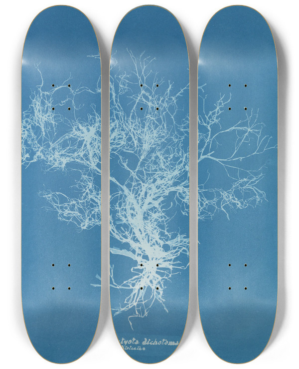 Triptych art skateboard deck of Anna Atkins Dictyota Dichotoma Intricata by Anna Atkins (1799-1871)