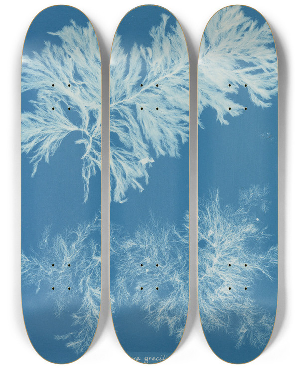 Triptych art skateboard deck of Anna Atkins Conferva Gracilis by Anna Atkins (1799-1871)