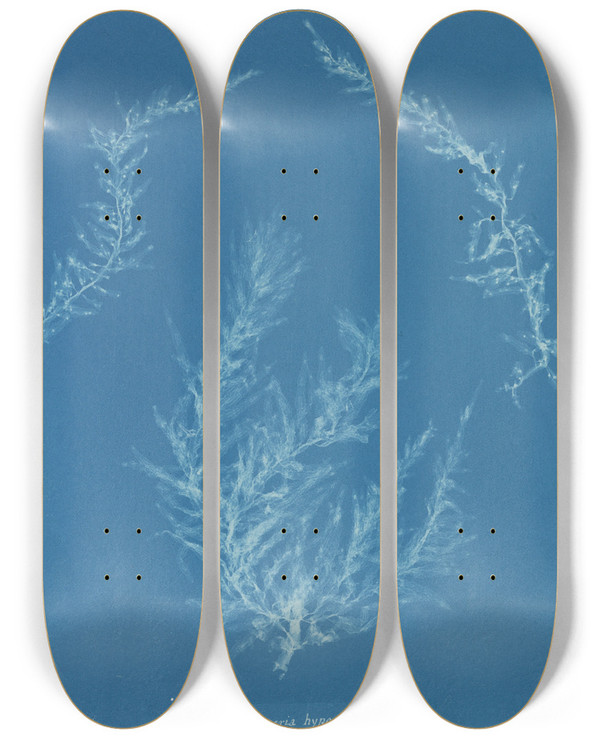 Triptych art skateboard deck of Anna Atkins Delesseria Hypoglossum_1 by Anna Atkins (1799-1871)