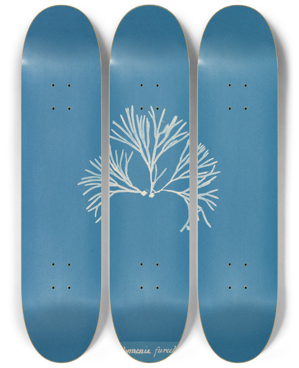 Triptych art skateboard deck of Anna Atkins Halymenia Furcellata_2 by Anna Atkins (1799-1871)