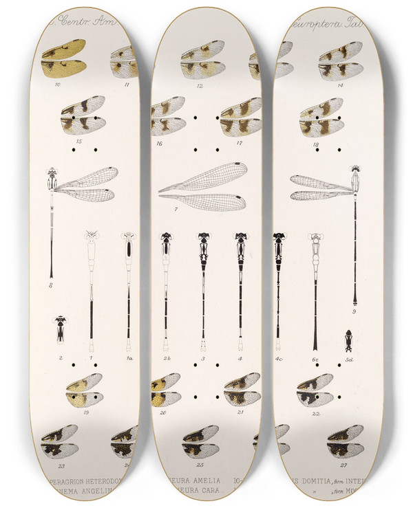 Triptych art skateboard deck of Frederick Ducane Godman Insecta Neuroptera Pl 3 by Frederick Ducane Godman (1834-1919)