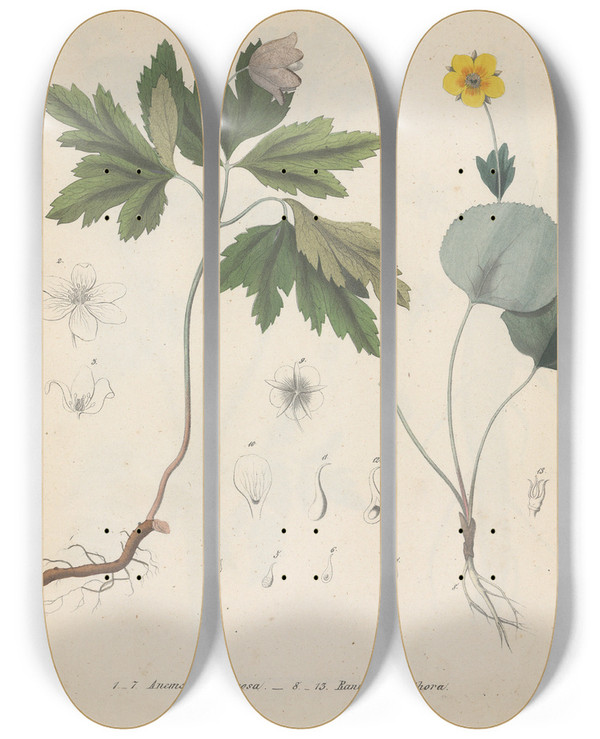 Triptych art skateboard deck of Friedrich Berge Giftpflanzenbuch Pl19 by Friedrich Berge (1811-1883)