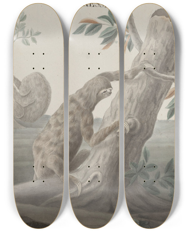 Triptych art skateboard deck of Ren De Rabi Natural History Of Saint Domingue Pl059 by Ren de Rabi (1700-1785)