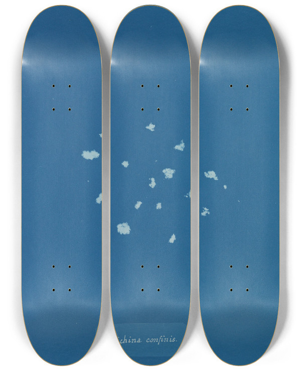 Triptych art skateboard deck of Anna Atkins Lichina Confinis by Anna Atkins (1799-1871)