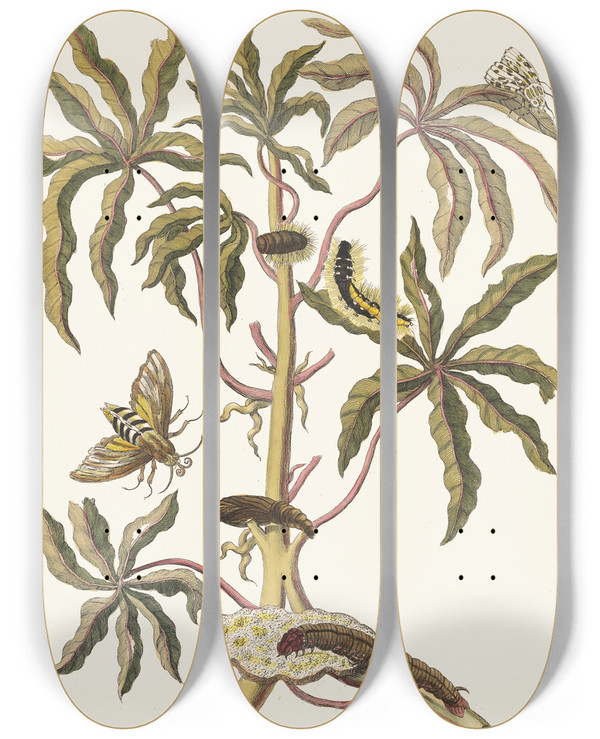 Triptych art skateboard deck of Maria Sibylla Merian Guajava Alba Dulcis by Maria Sibylla Merian (1647-1717)