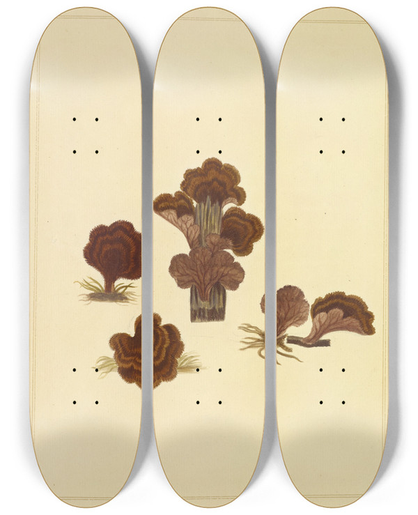 Triptych art skateboard deck of James Bolton Icons Fungorum Circa Halifax Sponte Nascentium Pl222 by James Bolton (1735-1799)