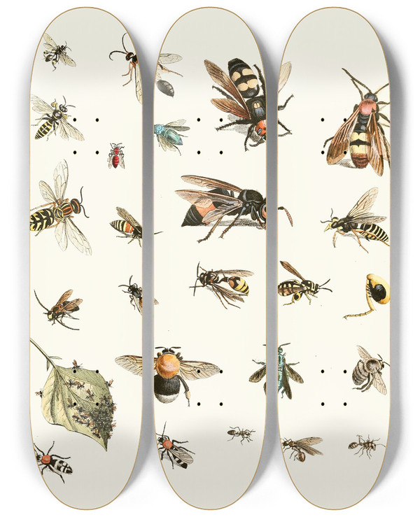 Triptych art skateboard deck of Johann Heinrich Sulzer Dr Sulzers Short History Of Insects Pl 26 by Johann Heinrich Sulzer (1735-1813)