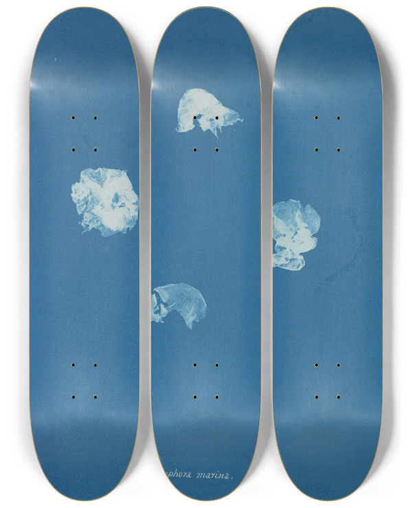 Triptych art skateboard deck of Anna Atkins Corynephora Marina by Anna Atkins (1799-1871)