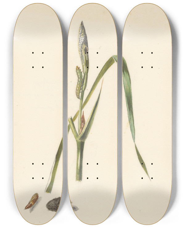 Triptych art skateboard deck of Albertus Steenbergen Studie Van Iris Met Rups Eronder Een Cocon En Ingesponnen Rups by Albertus Steenbergen (1814-1900)