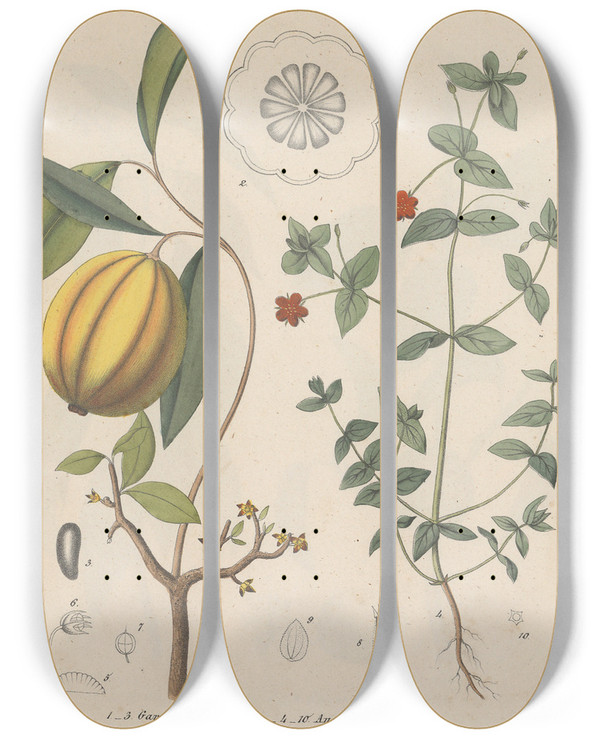 Triptych art skateboard deck of Friedrich Berge Giftpflanzenbuch Pl49 by Friedrich Berge (1811-1883)