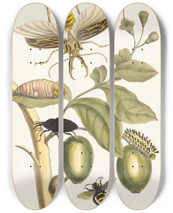 Triptych art skateboard deck of Maria Sibylla Merian Tabrouba by Maria Sibylla Merian (1647-1717)