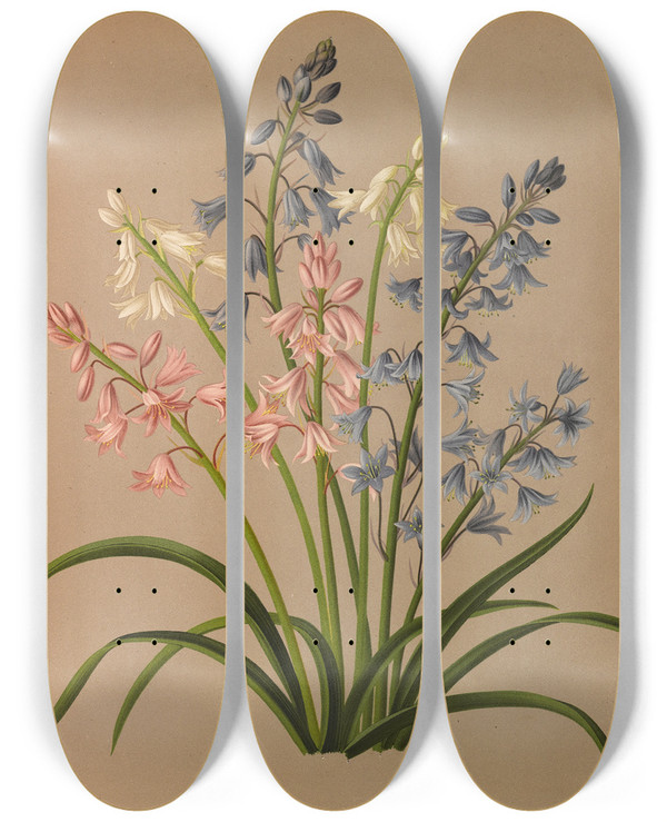 Triptych art skateboard deck of Arentina Hendrica Arendsen Scilla Campanulata Varr by Arentina Hendrica Arendsen (1836-1915)