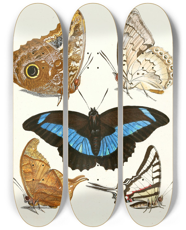 Triptych art skateboard deck of Johann Heinrich Sulzer Dr Sulzers Short History Of Insects Pl 13 by Johann Heinrich Sulzer (1735-1813)