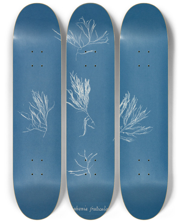Triptych art skateboard deck of Anna Atkins Polysiphonia Fruticulosa by Anna Atkins (1799-1871)