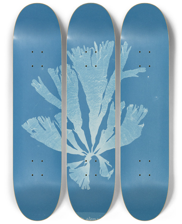 Triptych art skateboard deck of Anna Atkins Dictyota Atomaria by Anna Atkins (1799-1871)