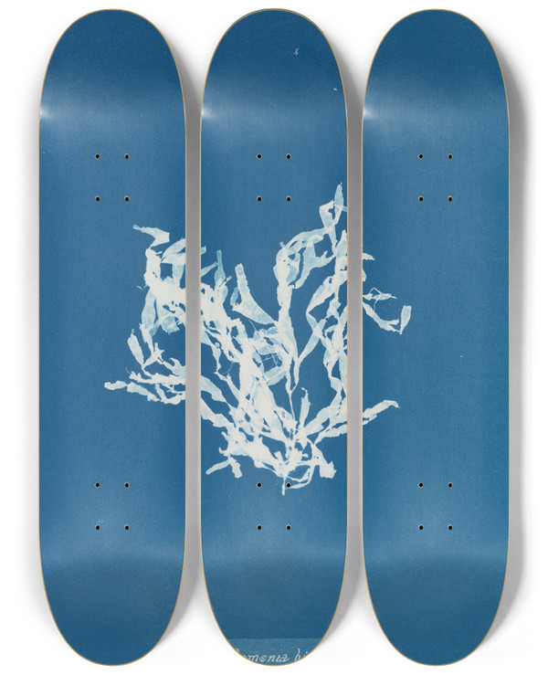 Triptych art skateboard deck of Anna Atkins Rhodomenia Bifida_2 by Anna Atkins (1799-1871)