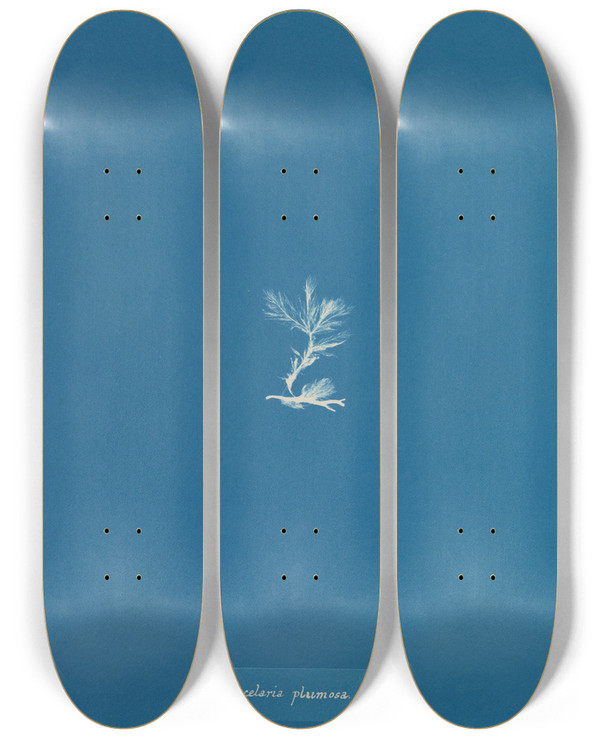 Triptych art skateboard deck of Anna Atkins Sphacelaria Plumosa by Anna Atkins (1799-1871)