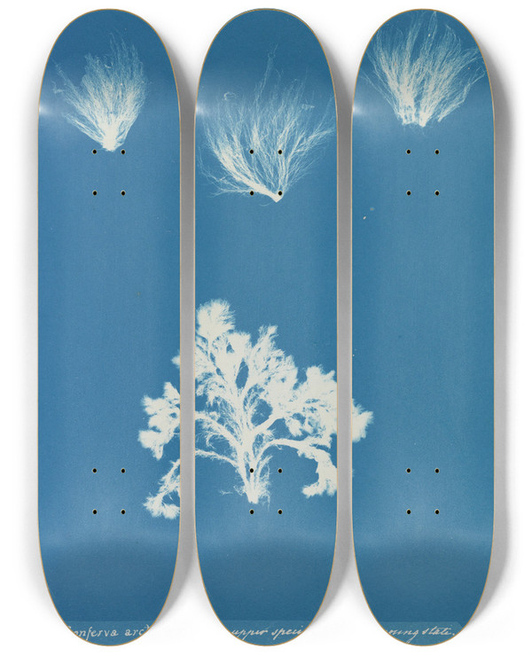 Triptych art skateboard deck of Anna Atkins Conferva Arcta The Three Upper Specimens In The Young State by Anna Atkins (1799-1871)