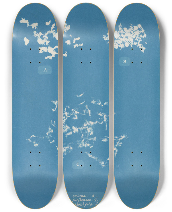 Triptych art skateboard deck of Anna Atkins Ulva Crispa A by Anna Atkins (1799-1871)