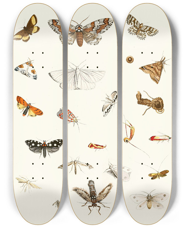 Triptych art skateboard deck of Johann Heinrich Sulzer Dr Sulzers Short History Of Insects Pl 22 by Johann Heinrich Sulzer (1735-1813)