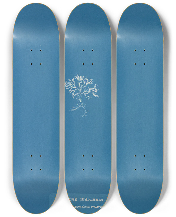 Triptych art skateboard deck of Anna Atkins Diatoma Marinum On Ceramium Rubrum by Anna Atkins (1799-1871)