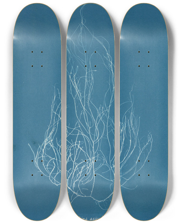 Triptych art skateboard deck of Anna Atkins Gigartina Acicularis by Anna Atkins (1799-1871)