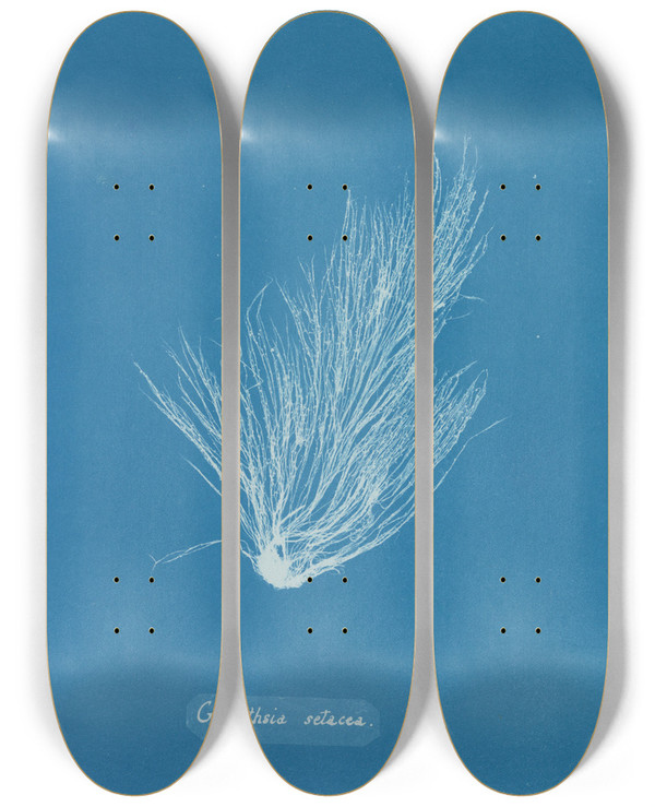 Triptych art skateboard deck of Anna Atkins Griffithsia Setacea by Anna Atkins (1799-1871)