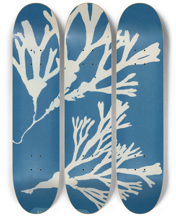 Triptych art skateboard deck of Anna Atkins Fucus Vesiculosus by Anna Atkins (1799-1871)