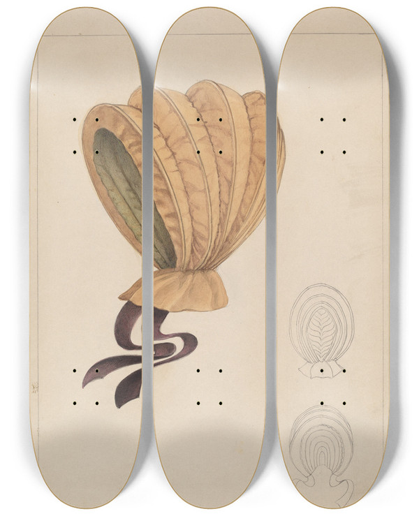 Triptych art skateboard deck of Herbert Marsh Bonnet by Herbert Marsh