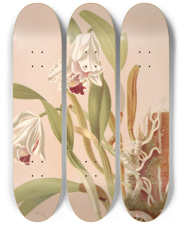 Triptych art skateboard deck of Harriet Stewart Miner Cattleya Chocoensis by Harriet Stewart Miner (1840-1895)