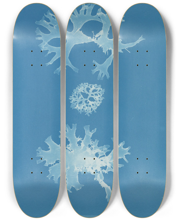Triptych art skateboard deck of Anna Atkins Rhodomenia Bifida_1 by Anna Atkins (1799-1871)