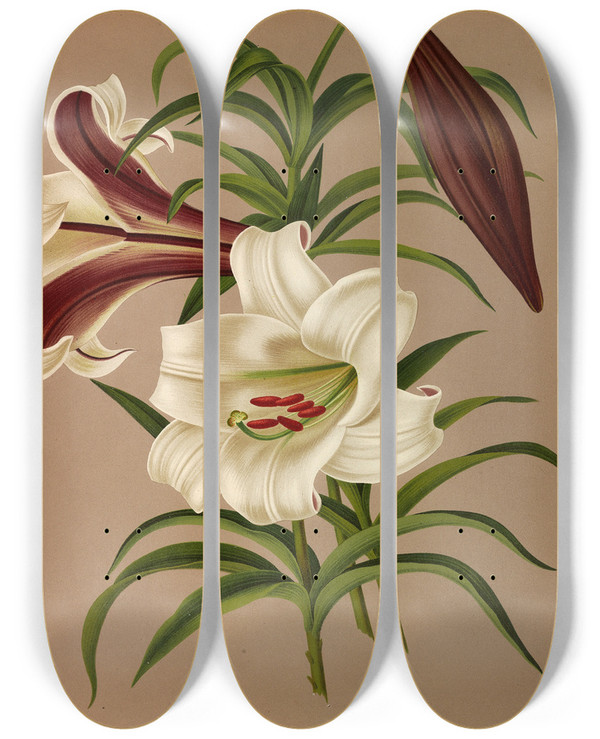 Triptych art skateboard deck of Arentina Hendrica Arendsen Lilium Brownii by Arentina Hendrica Arendsen (1836-1915)