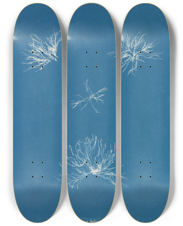 Triptych art skateboard deck of Anna Atkins Schizonema Helminthosum by Anna Atkins (1799-1871)