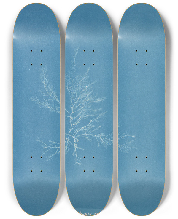 Triptych art skateboard deck of Anna Atkins Gloiosiphonia Capillaris_1 by Anna Atkins (1799-1871)